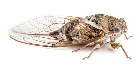 Cicada isolated on white background