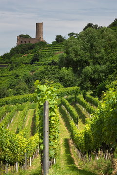 Weinberge und Strahlenburg in Schriesheim an der Bergstra&szlig;e