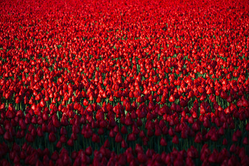 tulipes rouges avec ombre