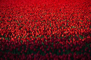 Fototapeten rote Tulpen mit Schatten © darko