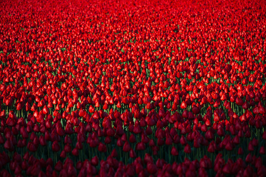 rode tulpen met schaduw