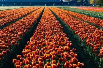 Rolgordijnen Tulpen © darko