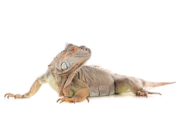 Iguana