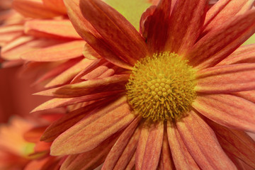 Detalle de flores naranjas y amarillas de crisantemos