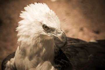 portrait of a beautiful hawk