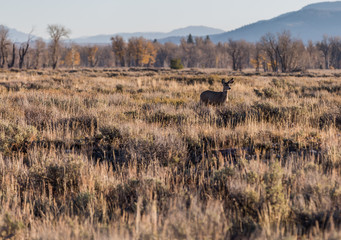 Fototapeta na wymiar Lone doe in field in the early morning
