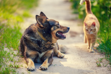 ginger cat playing with the dog in the yard