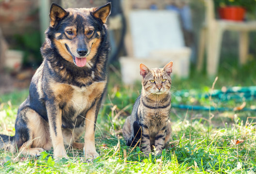 Cat And Dog Sitting Together In The Yard