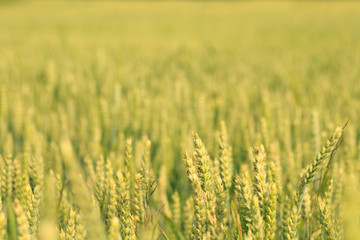 green wheat crops on field closeup