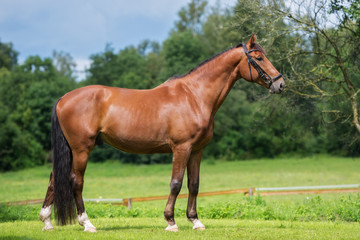 Naklejka premium beautiful horse outdoors in summer