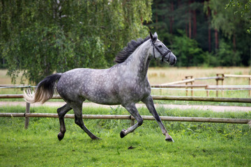 Obraz na płótnie Canvas beautiful horse running outdoors in summer