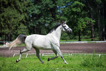 Obraz na płótnie Canvas beautiful horse runs outdoors in summer