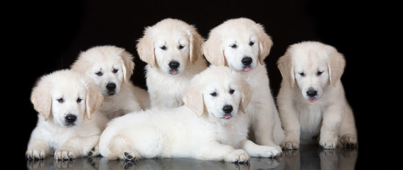 group of golden retriever puppies on black