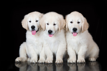 three golden retriever puppies on black