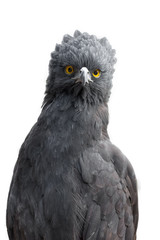Retrato de un águila crestuda negra (Spizaetus tyrannus), aislado sobre fondo blanco © prmfoto