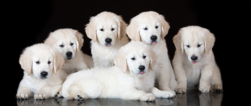 Group Of Golden Retriever Puppies On Black