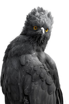 Retrato de un águila crestuda negra (Spizaetus tyrannus), aislado sobre fondo blanco
