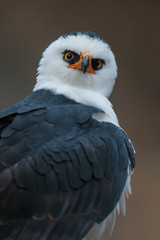 Fototapeta premium Retrato de un √°guila viuda (Spizaetus melanoleucus)