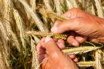 Fototapeta na wymiar Farmer testing wheat crops on field closeup