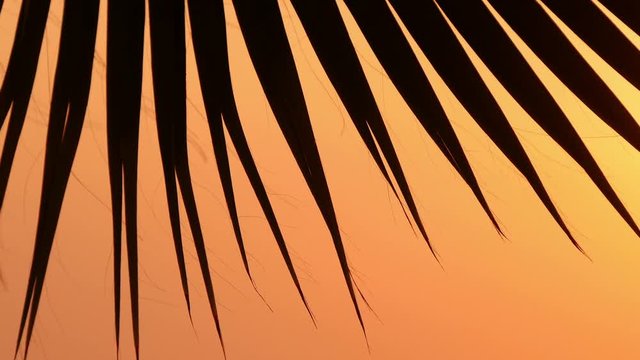 leaves of palm trees at sunset