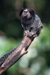 Tití común (Callithrix jacchus) sentado sobre un tronco