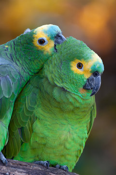 Retrato de una pareja de loros multicolores (loro hablador, Amazona aestiva), acicalándose