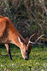 Ciervo de los pantanos (Blastocerus dichotomus)