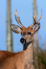 Ciervo de los pantanos (Blastocerus dichotomus)