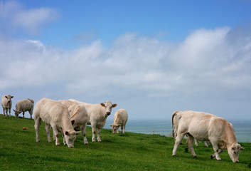 Fototapeta na wymiar vaches charolaises en pâture