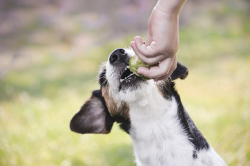 Kinderhand und Hund