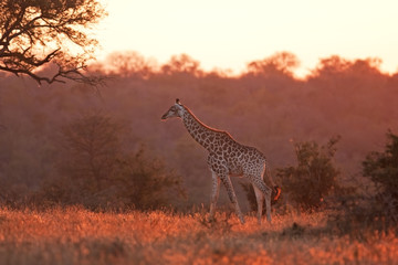 Giraffe, Giraffa camelopardalis, kruger national park