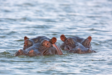 Fototapeta premium Hippopotamus, Hippopotamus amphibius, Kruger national park