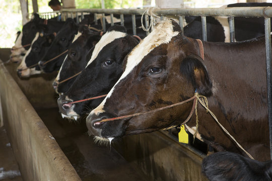 cows on a farm