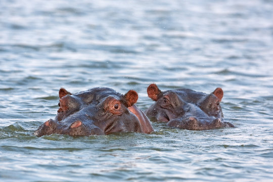Hippopotamus, Hippopotamus amphibius, Kruger national park