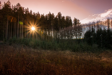 Waldpanorama im Gegenlicht ger&ouml;teter Himmel