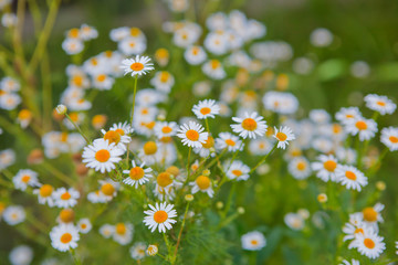 wild group of camomile