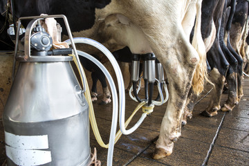 Cow milking facility and mechanized milking equipment