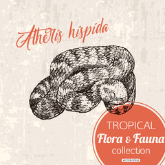 Obraz premium Exotic tropical snake atheris hispida hand drawn illustration. Tropic fauna, vector eps 10 format.