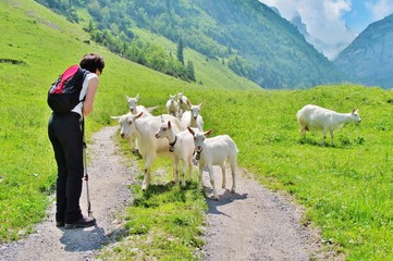 Begegnung mit einer Ziegenherde © Franz Gerhard