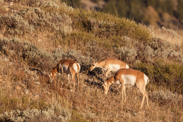 Pronghorn Antelope Doe and Fawns