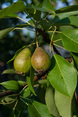 Two unripe pears on the branch of the tree