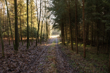 Obraz premium Waldweg im Herbst im Morgennebel