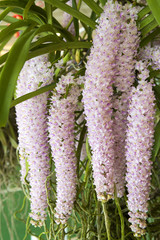 Thai pink orchid in the garden