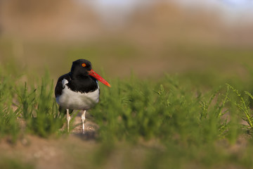 Ostrero común en la playa de buenos aires, Argentina