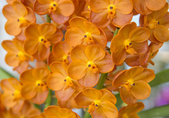Obraz na płótnie Canvas Yellow orchid flowers closeup for background