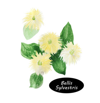 Watercolor bellis sylvestris. Medium flowering plant Daisy