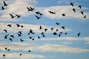 Large Flock of Geese Silhouetted in the Cloudy Sky