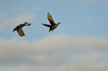 Pair of Wood Ducks Flying in a Cloudy Blue Sky