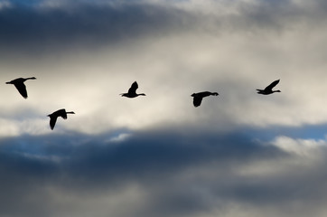 Fototapeta premium Flock of Geese Silhouetted in the Cloudy Sky