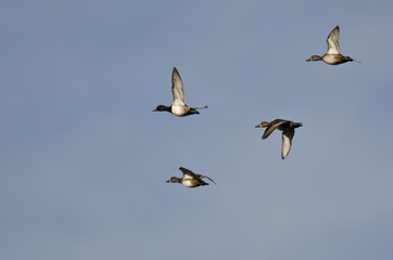 Flock of Ring-Necked Ducks Flying in a Blue Sky